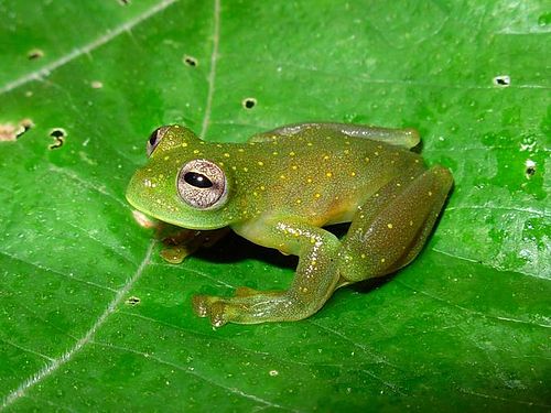 Cochranella punctulata